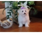 Magnifique chiot bichon maltais