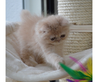 A Donner Chaton Persan Chinchilla Femelle A Donner Chaton Persan Chinchilla Femelle
