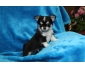 Chiots type chihuahua lof