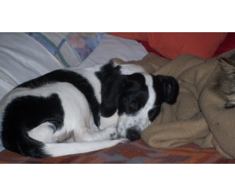 Chien Femelle Croisée Beaglejack Russel à Donner