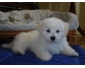 A donner Adorable chiot type bichon maltais LOF 3 mois