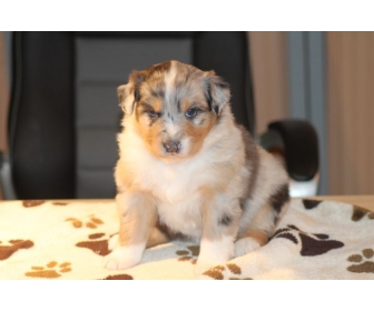 A Donner 1 Chiot De Type Berger Australien Femelle