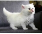 Chaton British Longhair  donner contre bon soin
