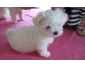 Bichon maltais femelle  donner contre bon soin