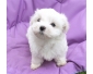 Chiot Type Bichon Maltais Petite Femelle A céder