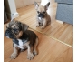 Adorable choits Bouledogue