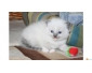 Magnifique chaton Ragdoll LOOF a adopter