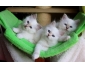 Adorables chatons birman