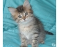 A donner Chaton Maine Coon femelle