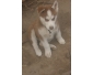 A vendre chiots huskies