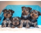 Chiot Yorkshire terrier