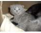 Chaton british shorthair