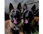 Chiots malinois à vendre