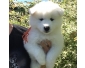 Adorables chiots samoyede