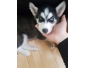 Husky Sibérien 2 mois à vendre