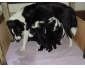 Chiots Border Collie en vente