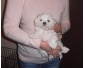 A donner chiot type bichon maltais femelle