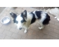 Vente chienne Border Collie pure race