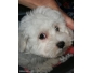 Superbes bb bichon maltais male et femelle