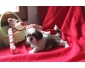 Chiot type shih tzu femelle non lof a donner