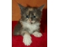 Donne Chaton maine coon bleu