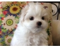 Trs beau chiot Bichon maltais femelle