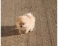 A donner adorable chiot de type spitz nain femelle