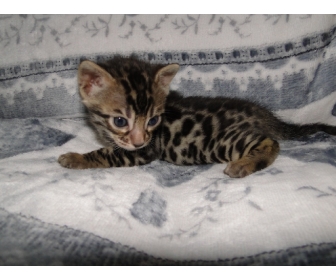 A Donner Chaton Bengal Tres Tres Urgent