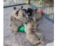 Adorable Chiots Bouledogue Français  à donner