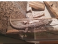 Pogona  vendre  Lige