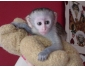 Magnifique bébé singe capucin Pure Race contre bon soiins