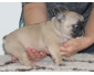 A cder trs beau chiot bouledogue franais femelle, non LOF