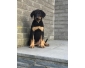 Superbes chiots Beaucerons à vendre!