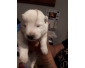 Berger blanc suisse