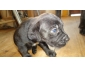 Vente chiots cane corso