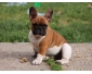 splendide chiot bouledogue francais