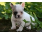 A Donner Chiot Bouledogue Français femelle