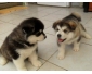 Superbes chiots Husky sibérien