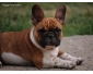 Adorable Chiot Bouledogue Français à donner