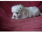 Jolie bichon maltais femelle A DONNER