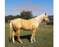 Superbe étalon Paint-Horse palomino overo