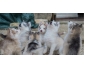 Magnifiques chiots Husky de Sibérie à donner