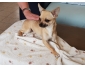 a vendre chihuahua