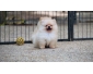 Adorable chiot spitz nain pomeranian