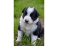 Chiots Border collie