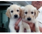 adorables chiots Golden retriever disponibles.