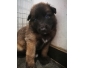 Vente dz chiots berger maminois