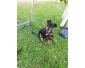 3 Pinscher chiots femelle