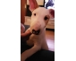 Mini bull terrier chiot a vendre