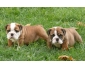 Chiots Bouledogue anglais pour vous.